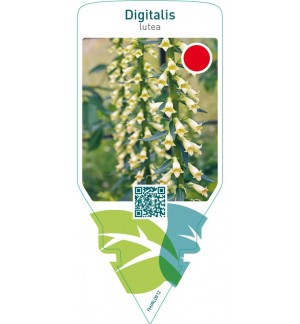 Digitalis lutea