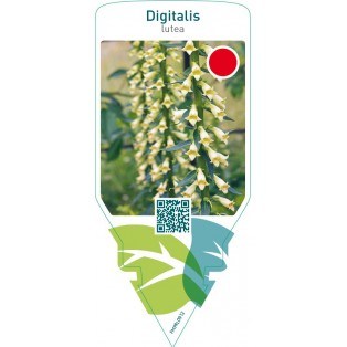 Digitalis lutea