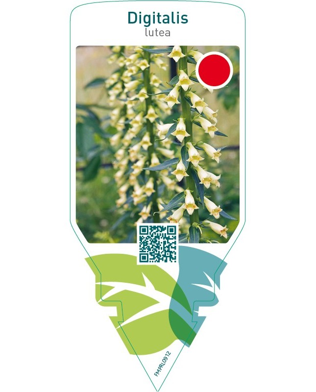 Digitalis lutea