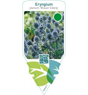 Eryngium planum ‘Blauer Zwerg’