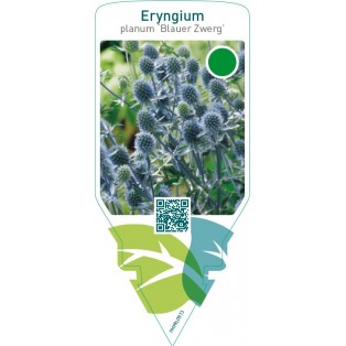 Eryngium planum ‘Blauer Zwerg’