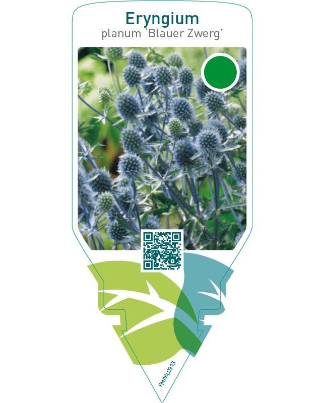 Eryngium planum ‘Blauer Zwerg’