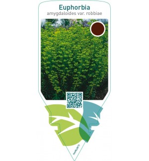 Euphorbia amygdaloides robbiae