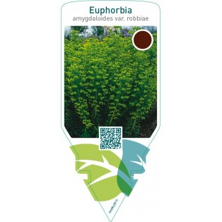 Euphorbia amygdaloides robbiae