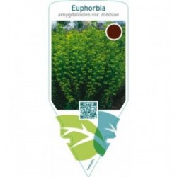 Euphorbia amygdaloides robbiae