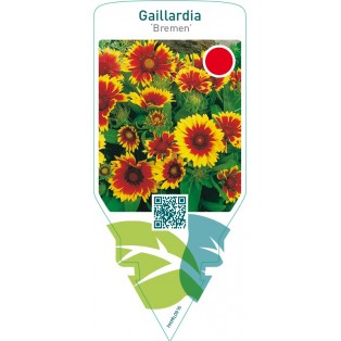 Gaillardia ‘Bremen’
