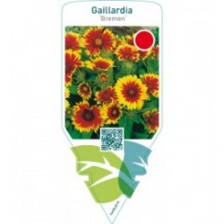 Gaillardia ‘Bremen’