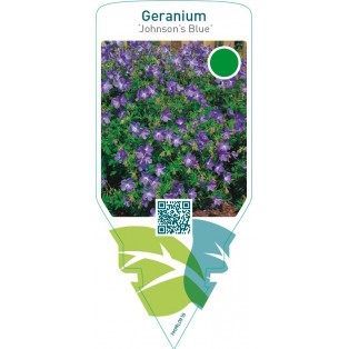 Geranium ‘Johnson’s Blue’