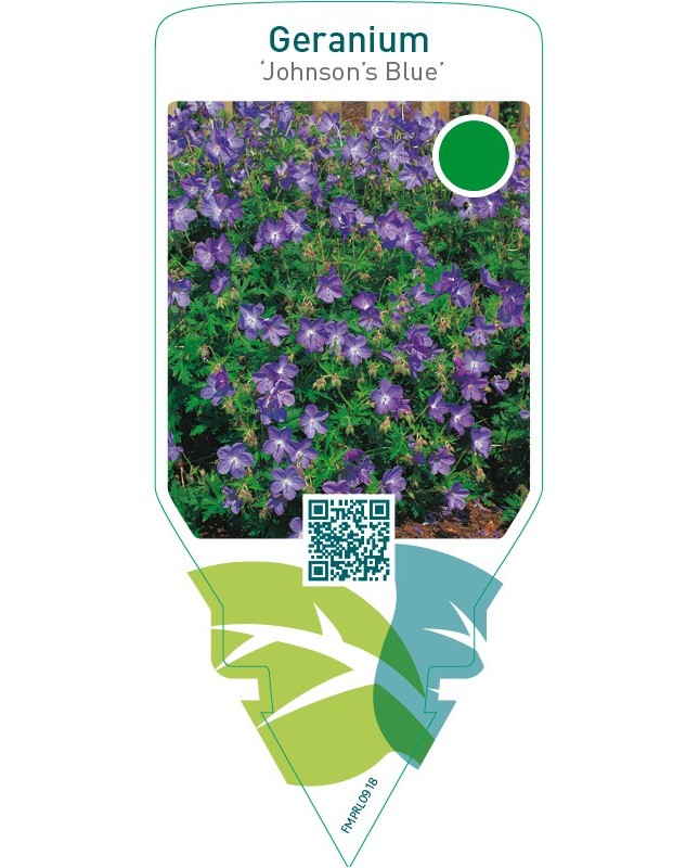 Geranium ‘Johnson’s Blue’