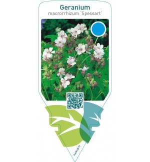 Geranium macrorrhizum ‘Spessart’