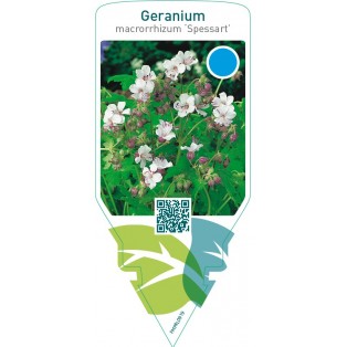Geranium macrorrhizum ‘Spessart’