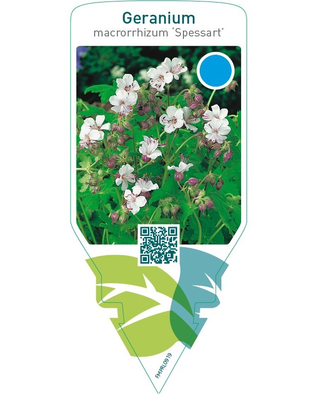 Geranium macrorrhizum ‘Spessart’