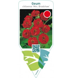 Geum chiloense ‘Mrs. Bradshaw’
