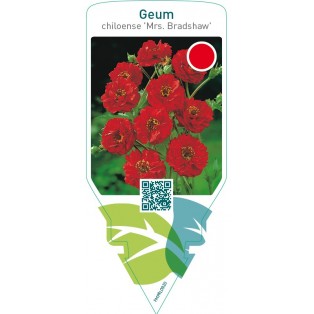 Geum chiloense ‘Mrs. Bradshaw’