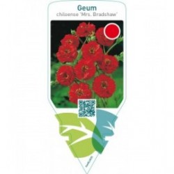 Geum chiloense ‘Mrs. Bradshaw’