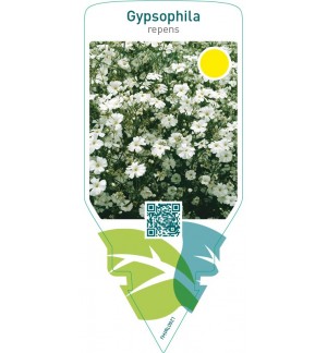 Gypsophila repens  white