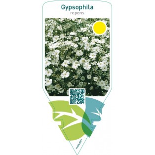 Gypsophila repens  white