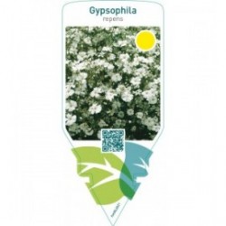 Gypsophila repens  white