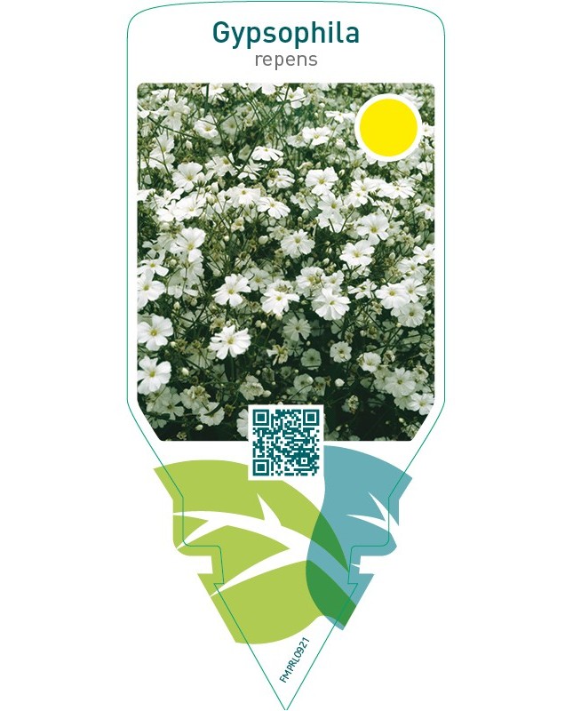 Gypsophila repens  white