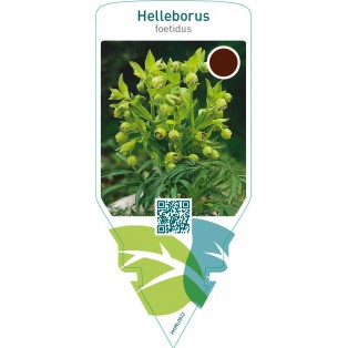 Helleborus foetidus