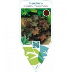 Heuchera micrantha ‘Palace Purple’