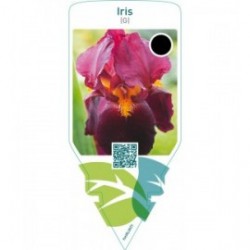 Iris (G)  red