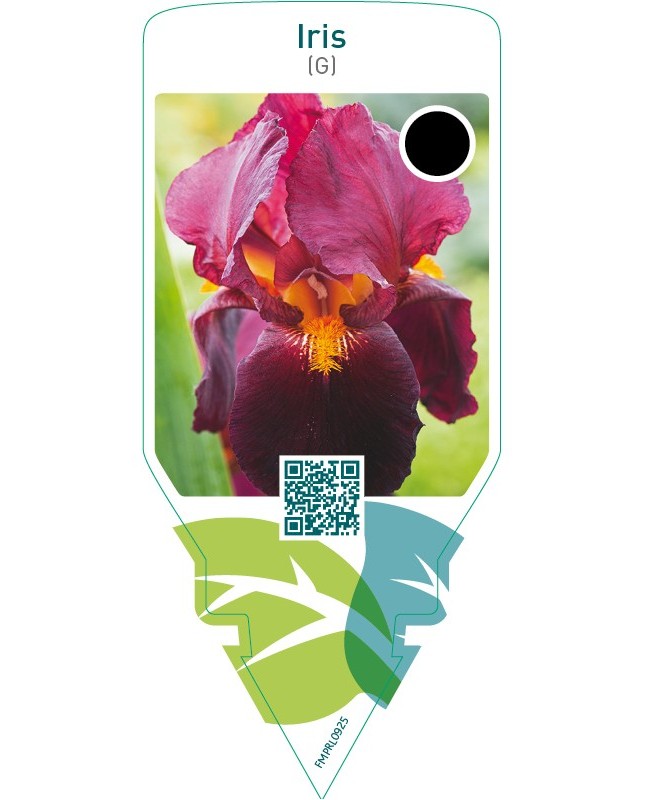 Iris (G)  red