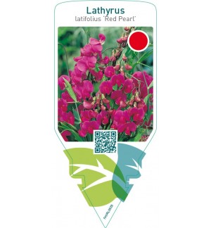 Lathyrus latifolius ‘Red Pearl’