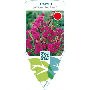 Lathyrus latifolius ‘Red Pearl’