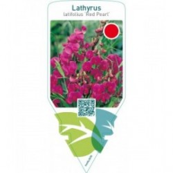 Lathyrus latifolius ‘Red Pearl’