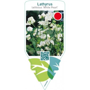 Lathyrus latifolius ‘White Pearl’