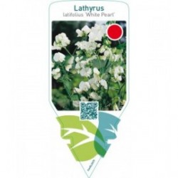 Lathyrus latifolius ‘White Pearl’