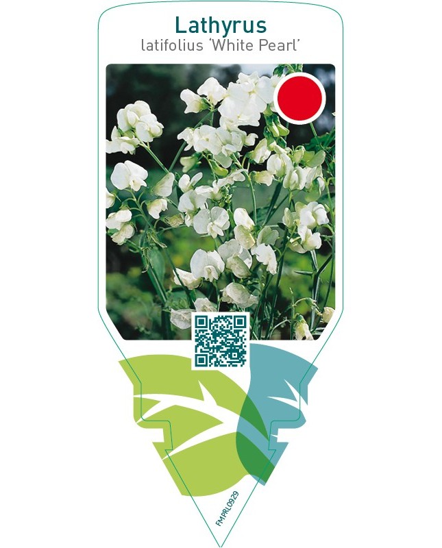 Lathyrus latifolius ‘White Pearl’