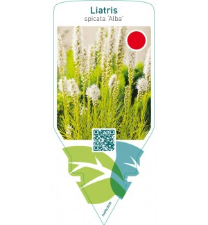 Liatris spicata ‘Alba’