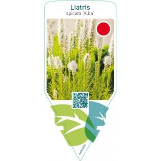 Liatris spicata ‘Alba’