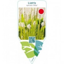 Liatris spicata ‘Alba’