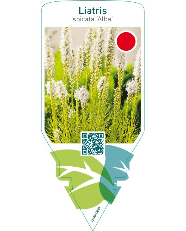 Liatris spicata ‘Alba’