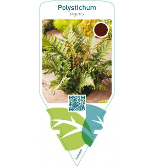 Polystichum rigens