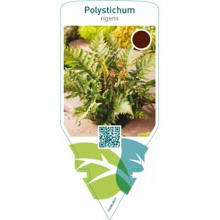 Polystichum rigens