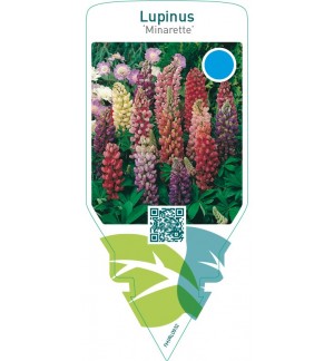 Lupinus ‘Minarette’  mix