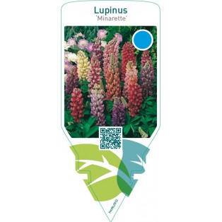 Lupinus ‘Minarette’  mix