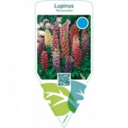 Lupinus ‘Minarette’  mix