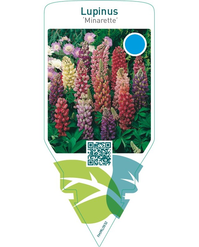 Lupinus ‘Minarette’  mix