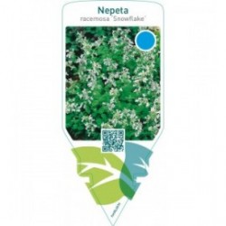 Nepeta faassenii ‘Snowflake’