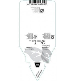 Etichette di Nepeta faassenii ‘Snowflake’ *
