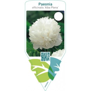 Paeonia officinalis ‘Alba Plena’