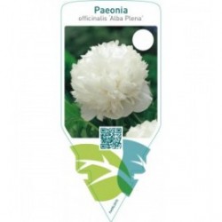 Paeonia officinalis ‘Alba Plena’