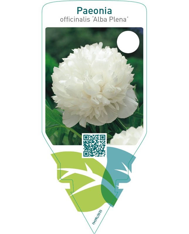 Paeonia officinalis ‘Alba Plena’