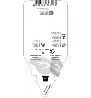 Etichette di Paeonia officinalis ‘Alba Plena’ *