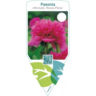 Paeonia officinalis ‘Rosea Plena’